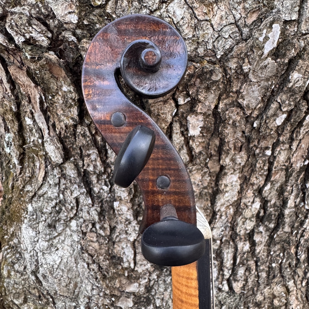 A closeup on the scroll of one of John's instruments against a background of tree bark.